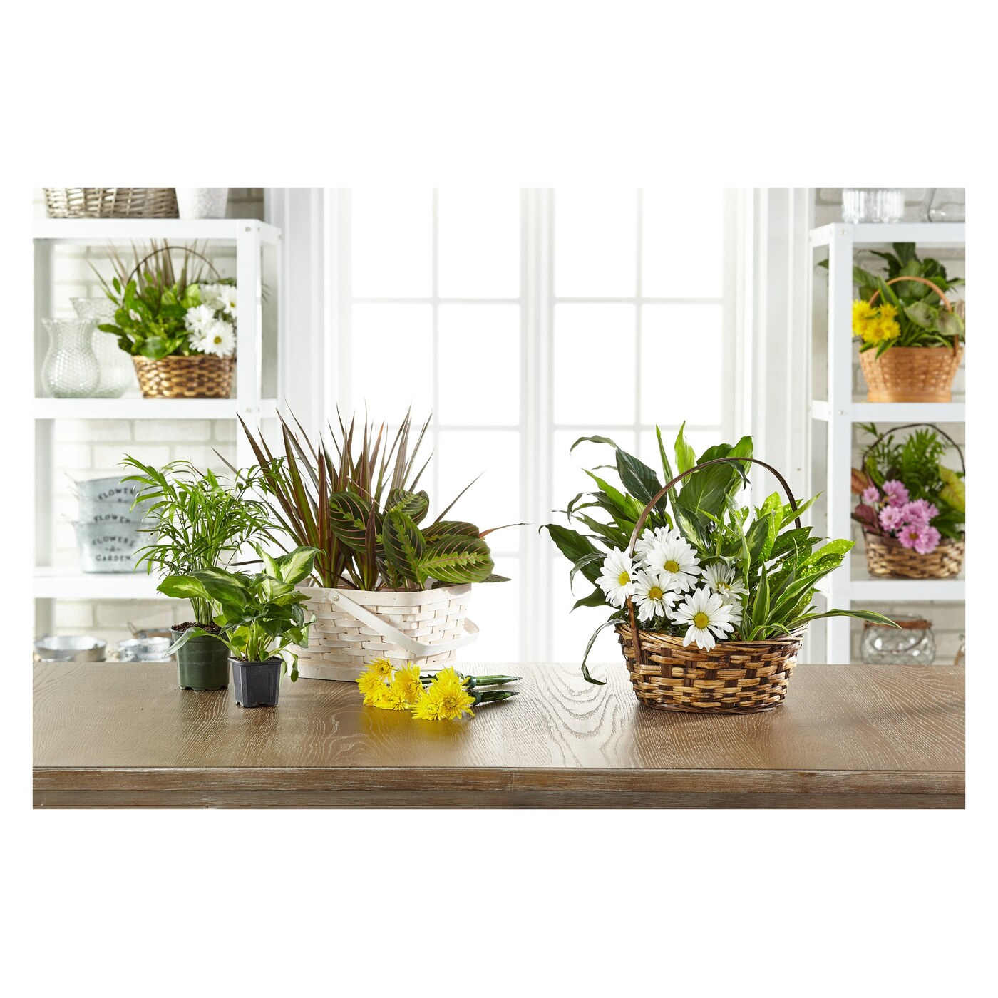 Florist Designed Blooming and Green Plants in a Basket arrangement option 3