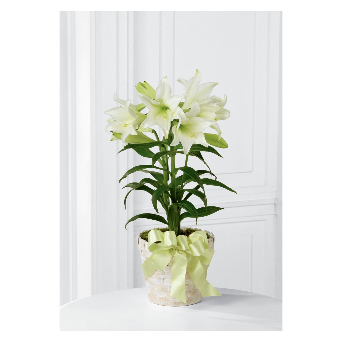 Easter Lily Plant flower arrangement