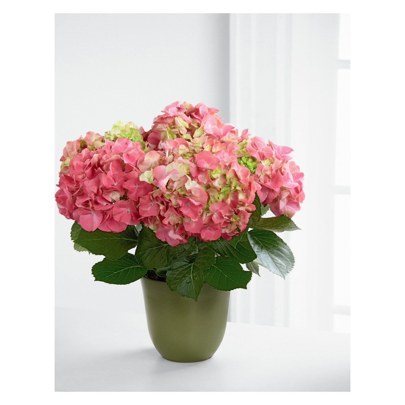 Same Day flower collection